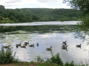 Froschgrundsee Enten